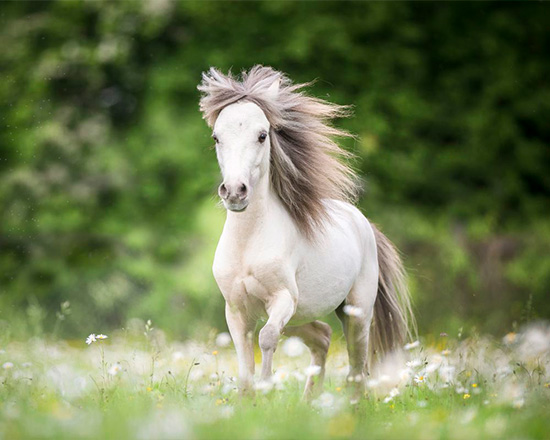 Varken Doe alles met mijn kracht studie American Miniature Horse