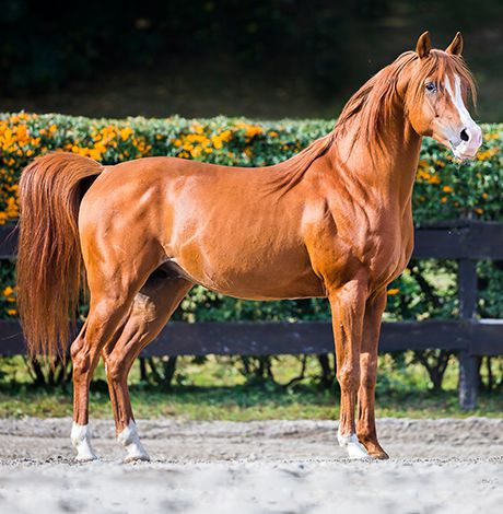 pen binnenplaats Knipoog Arabische paarden | het edelste paardenras ter wereld