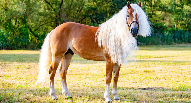 Haflinger | Paardenras – profiel