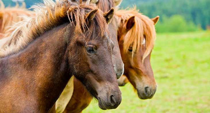 Is the Icelandic horse thoroughbred breed?