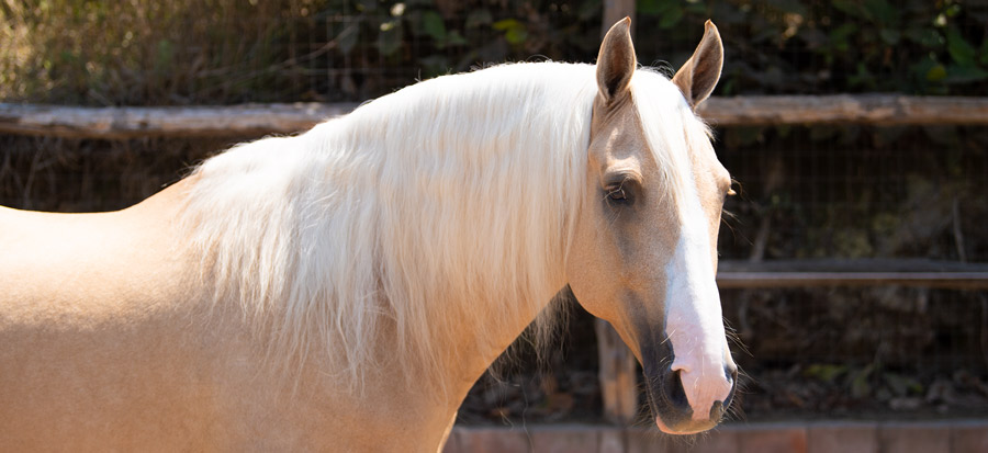 Whirlpool lezer Verandert in Lusitano – het edele Portugese paardenras | Portret & Profiel
