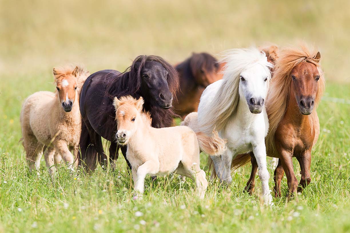 Miniature Shetland Pony A Very Special Horse Breed Miniature Shetland Pony A Very Special Horse Breed