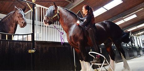 Shire horse riding boots sale