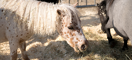 Mini Shetland pony during the stable tour | Backstage 