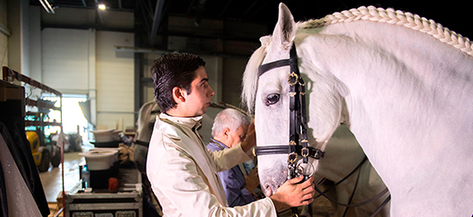 Weißes Pferd im CAVALLUNA Pferdestall mit Dressurreiter