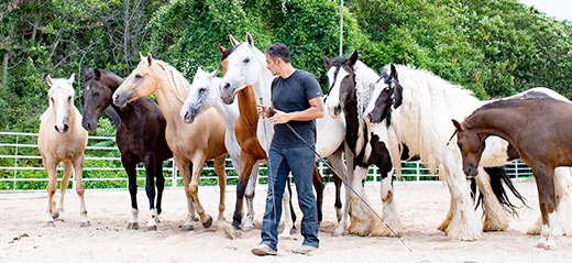 Bartolo Messina with horses running free 