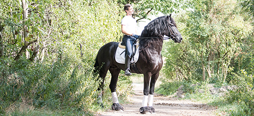 Filipe Fernandes auf schwarzem Friesen im Grünen