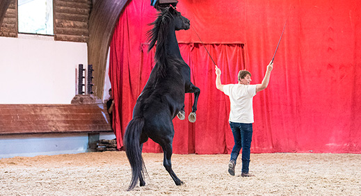 Steigerend zwart paard in de rijhal