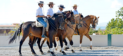 Quatre chevaux bruns avec des cavaliers espagnols 