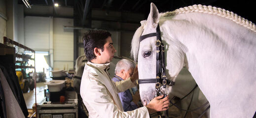 Man and white horse with a snaffle