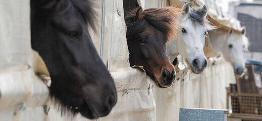 Paardenhoofden staltent Paardenhoofden gluren naar buiten uit de staltent