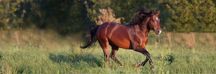 bay american quarter horse