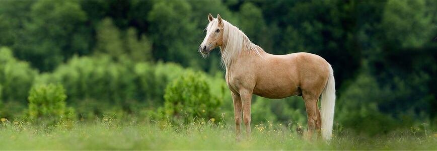 Whirlpool lezer Verandert in Lusitano – het edele Portugese paardenras | Portret & Profiel