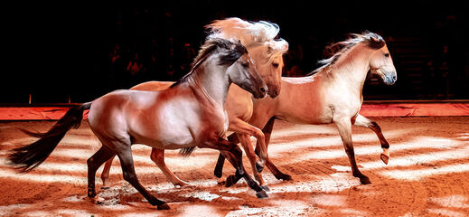 light-coloured horses galloping on stage