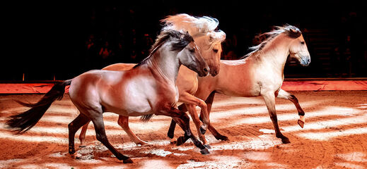 Des chevaux clairs galopent sur scène