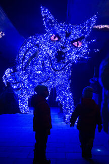 Majestätische Katze