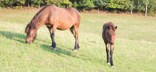 braunes Pony mit Fohlen auf Wiese