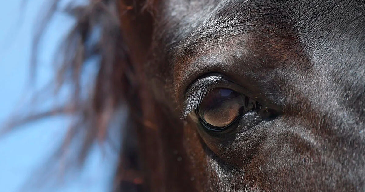 The Horse Eye | Horse Anatomy (Part 1) The Horse Eye | Horse Anatomy (Part 1)