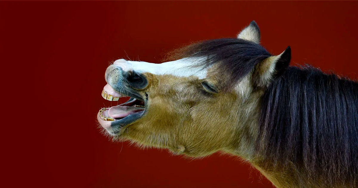 Horse sounds and their meaning | Horse anatomy (part 4) Horse sounds and their meaning | Horse anatomy (part 4)