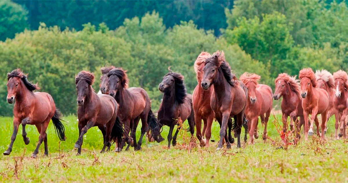 IJslandse paarden Paardenras portret & profiel