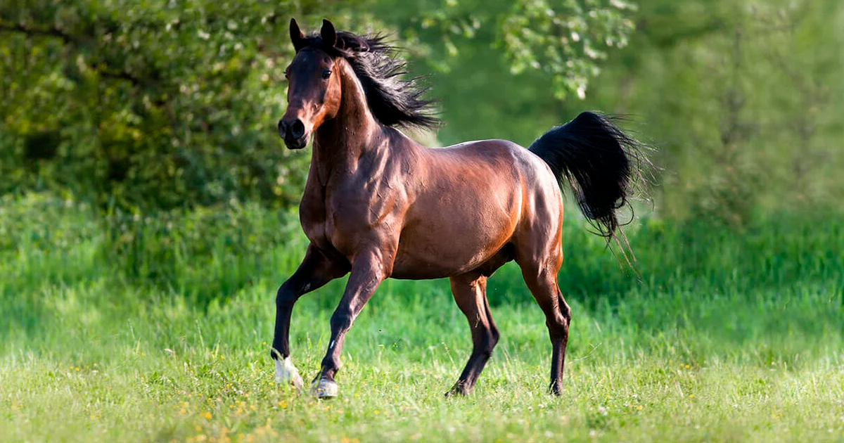 pen binnenplaats Knipoog Arabische paarden | het edelste paardenras ter wereld