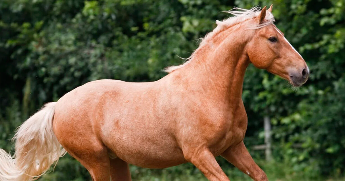 Azteca horse Horse breed Portrait & Profile