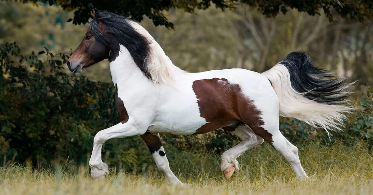 Barock Pinto het en opmerkelijke