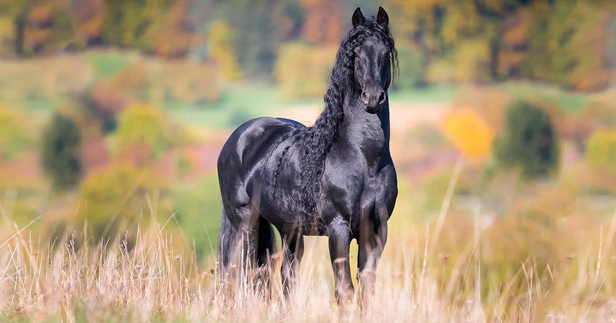 gevoeligheid atoom Aanpassen Friese paarden | de zwarte parels van Friesland