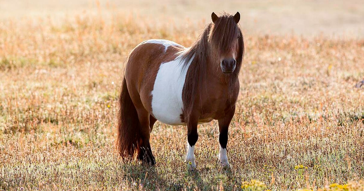 Mini Poney Shetland Une Race De Chevaux Vraiment Speciale