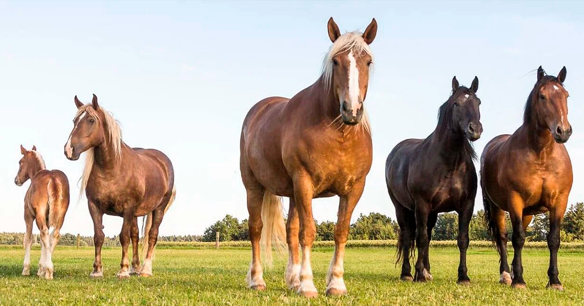 Trait allemand du Sud le cheval de trait du sud de l'Allemagne