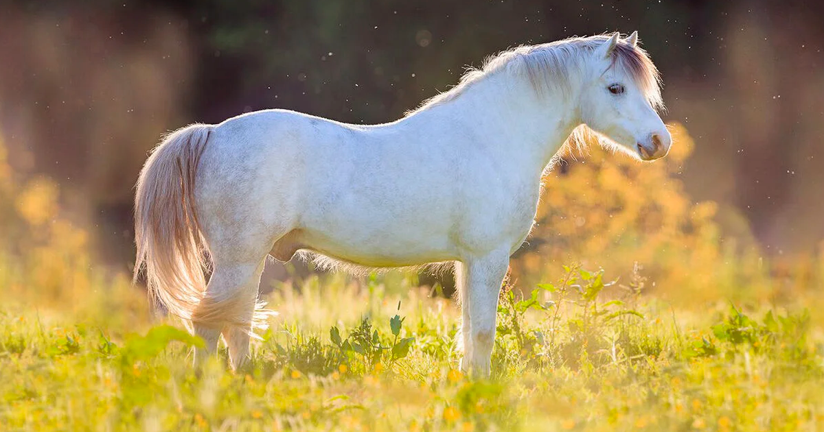 Welsh Pony   - The Majestic Beauty of the Top 25 Most Beautiful Horses on Planet Earth - Horse Gallop Paddock Galloping Running